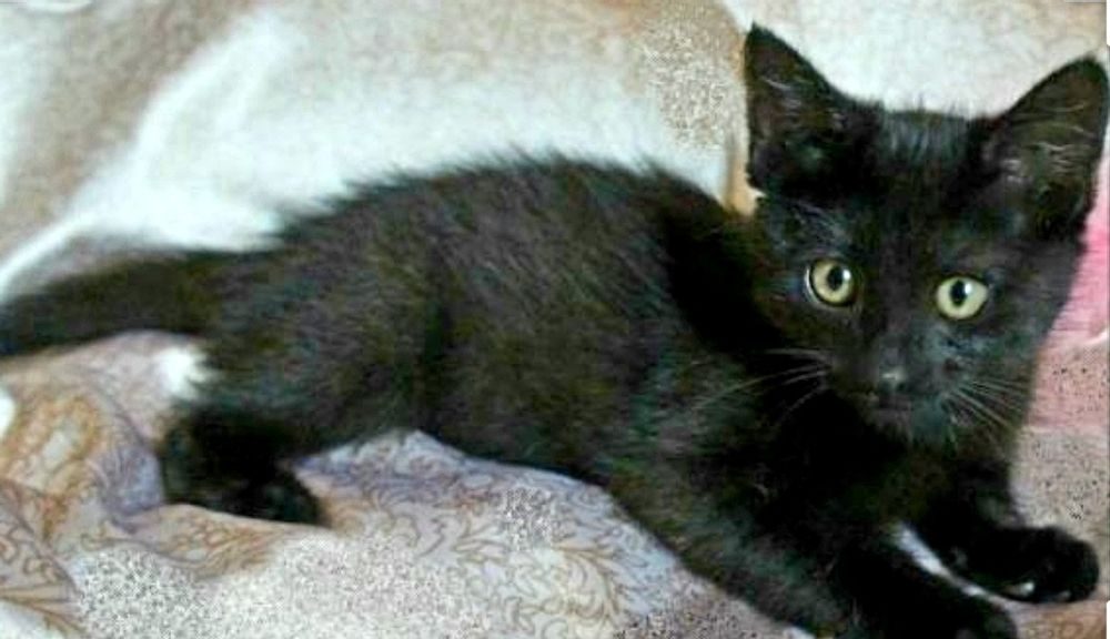 Взять черную кошку. Котята Ориентал черный 2 месяца. Черный котенок. Черный гладкий котенок. Черный котенок 2 месяца.