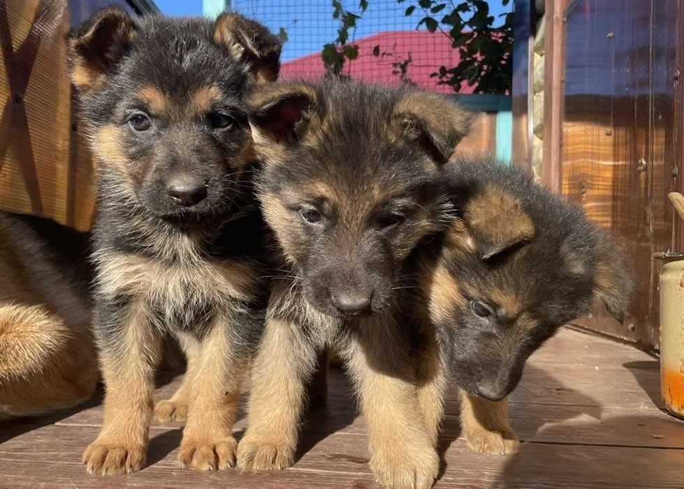 Купить В Ставрополе Щенка Немецкой Овчарки Цена