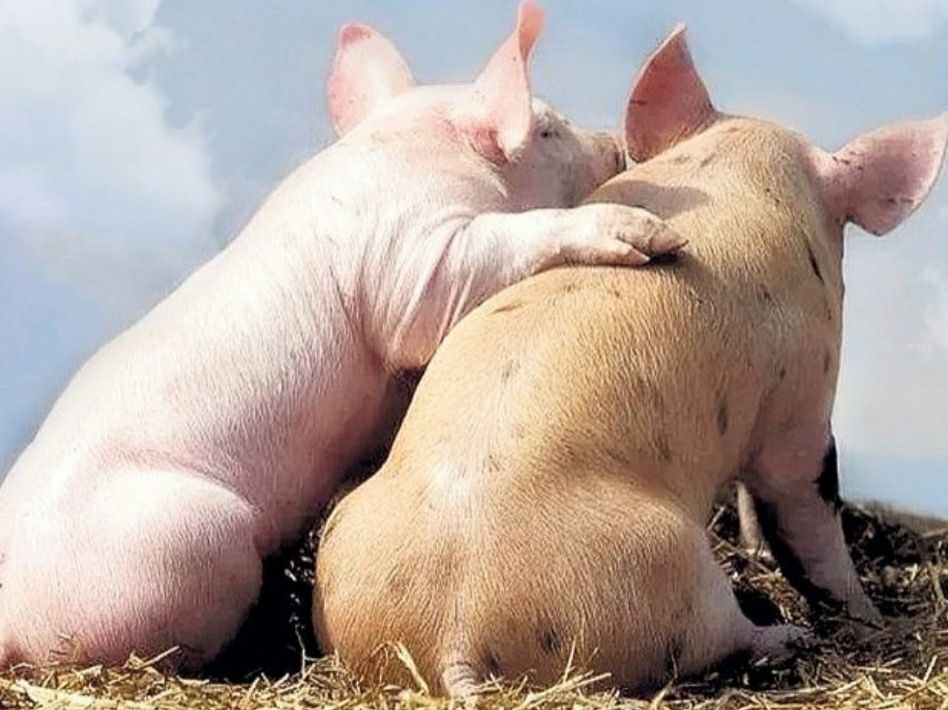 К чему снятся маленькие свиньи. Красивая свинья. Две свиньи. Красивый поросенок. Поросята целуются.