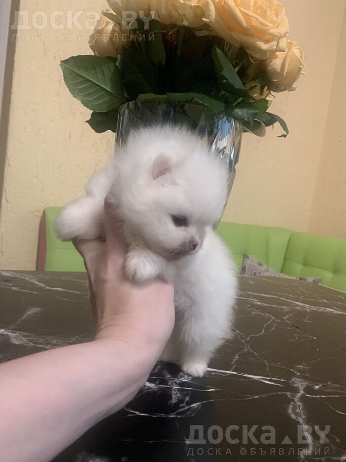 Померанский шпиц