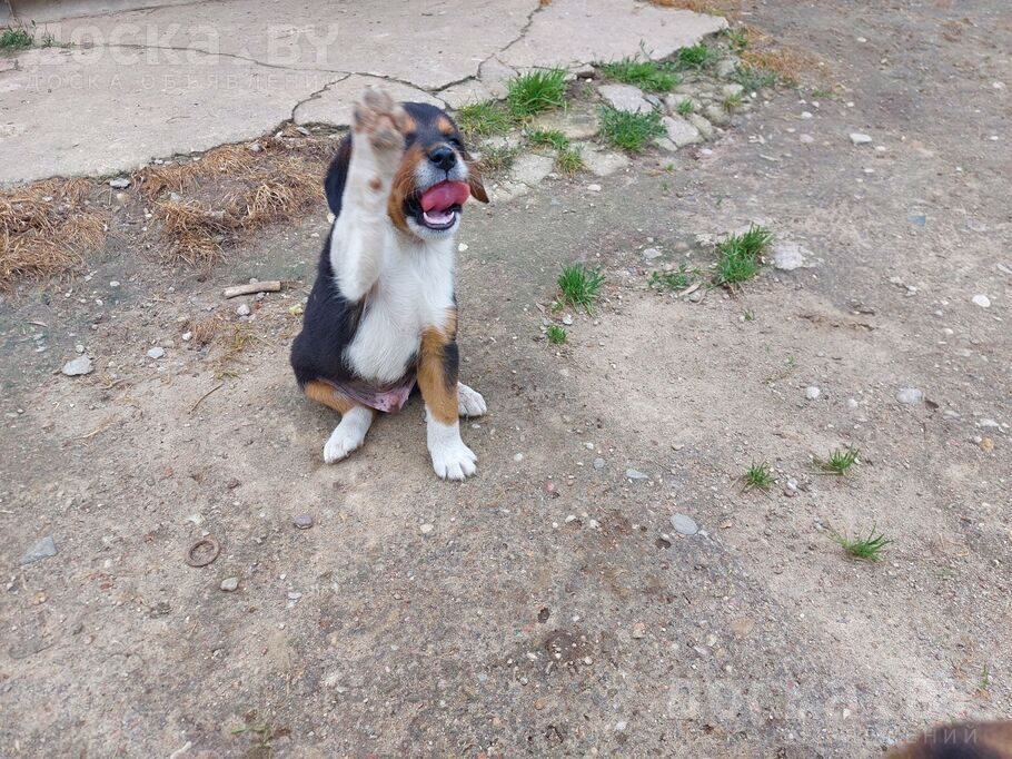 Бигль