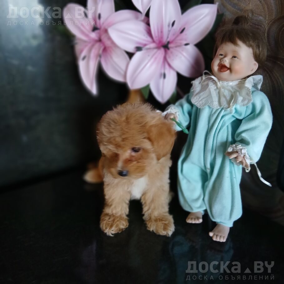 Той-пудель