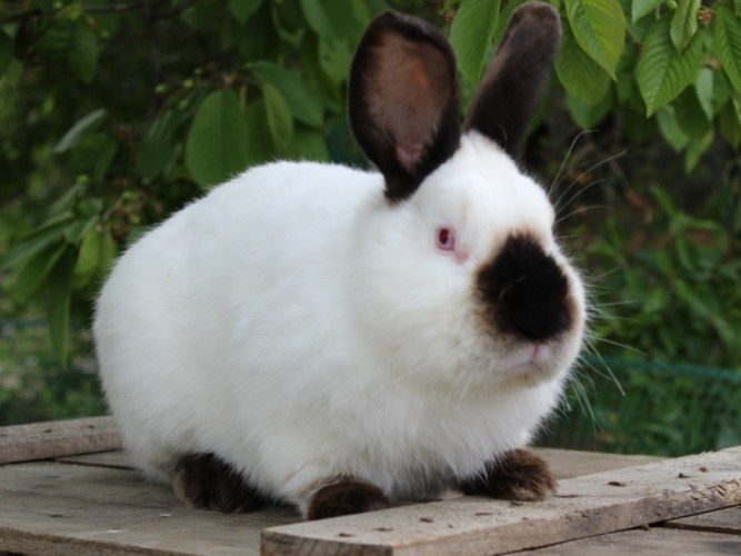 Кролики породи "Каліфорнієць". Екологічне та дієтичне м'ясо кролів