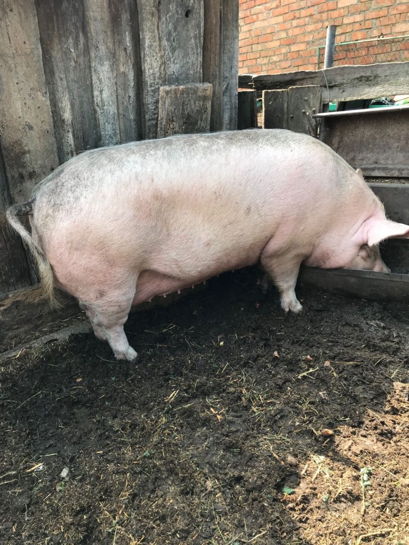 Куплю свинину живым. Свины мсная. Продам свинью живым весом. Свинья мясной породы без сала.