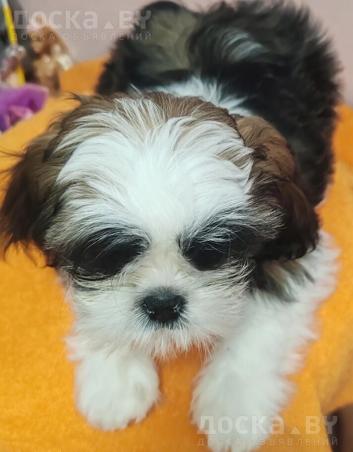 Ши-тцу