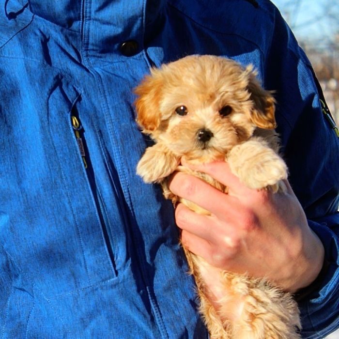 Мальтипу ф1 мини. Мальтипу ф2. Мальтипу ф1 и ф2. Щенки мальтипу ф1.