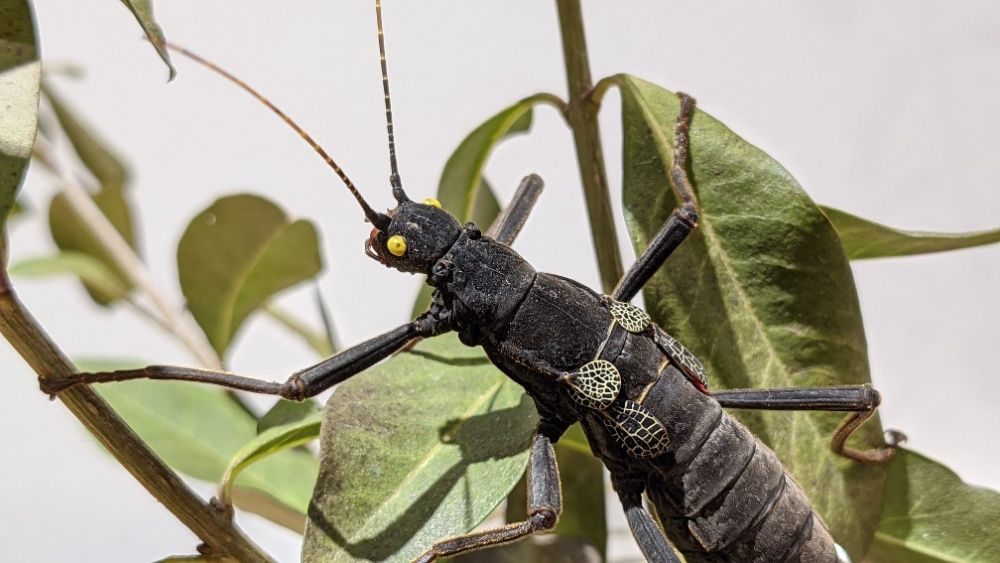 Кордильерские палочники. Tisamenus SP. Cagayan. Кордильерские палочники сколько живут. Кордильерский палочник содержание.