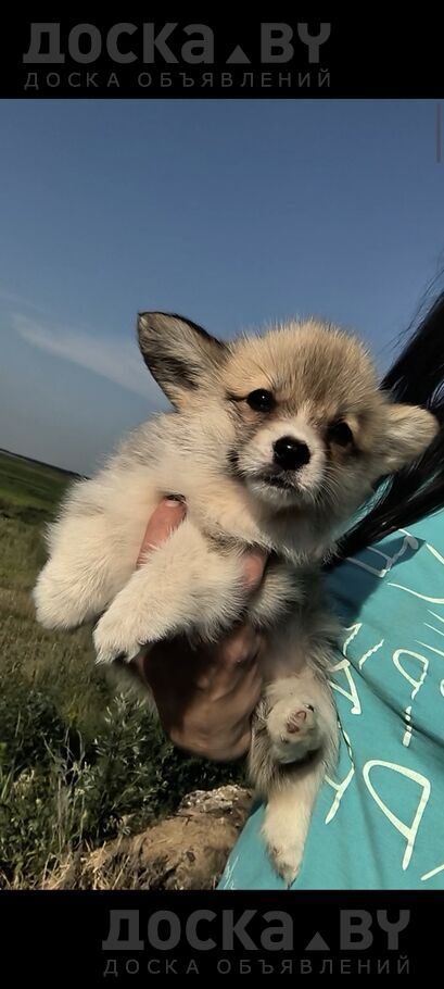 Вельш корги пемброк