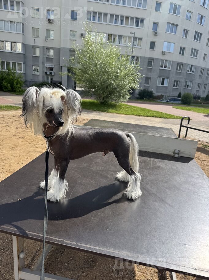 Китайская хохлатая собака