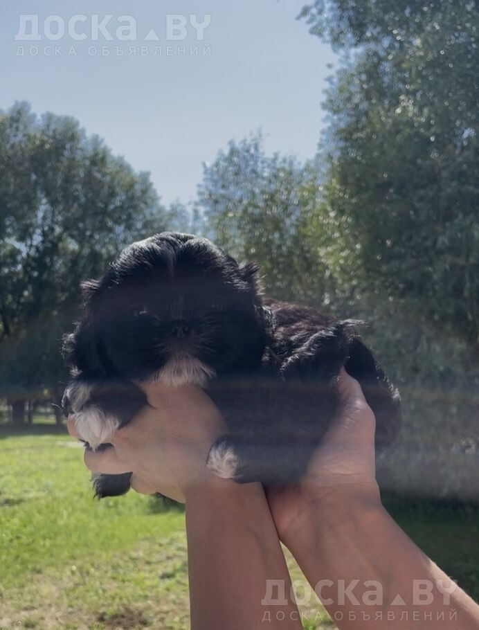 Ши-тцу