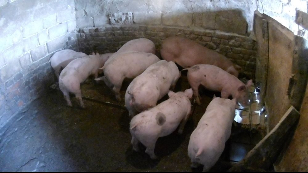 Авито животные поросята купить. Вес свиней Романовские. Поросенок на мясо живым весом в Брянске. Объявление для свиней. Объявление о продаже поросят.