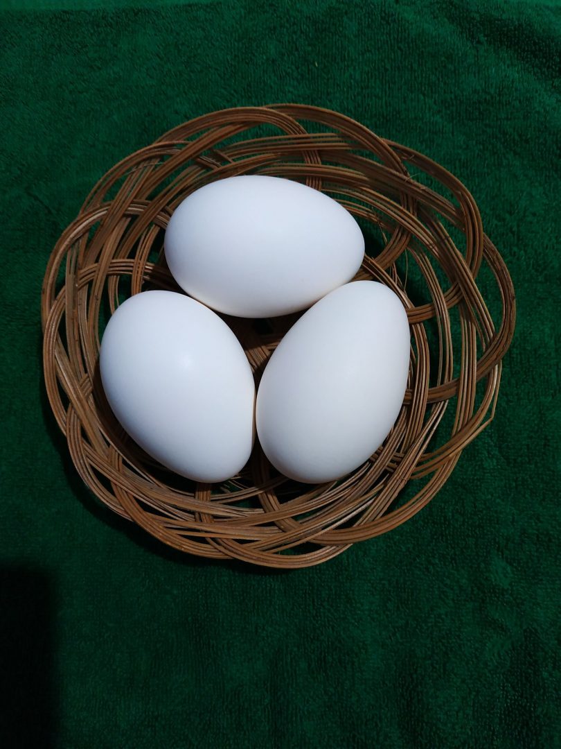 Купить яйцо инкубационное липецкая. Яйцо гусиное инкубационное. Инкубационные яйца от гусей датский Легард. Яйца Брама.