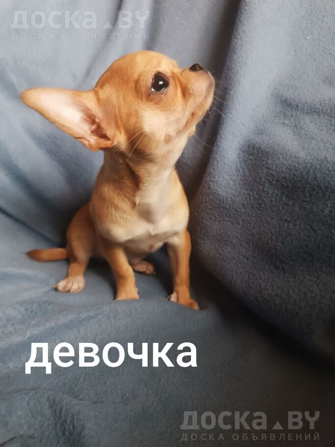 Чихуа-хуа