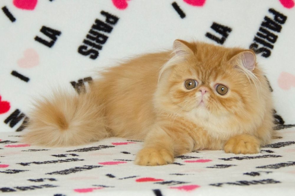 Питомник 4. Персидская кошка девочка. Реклама питомника кошек. Кошка Бонита.