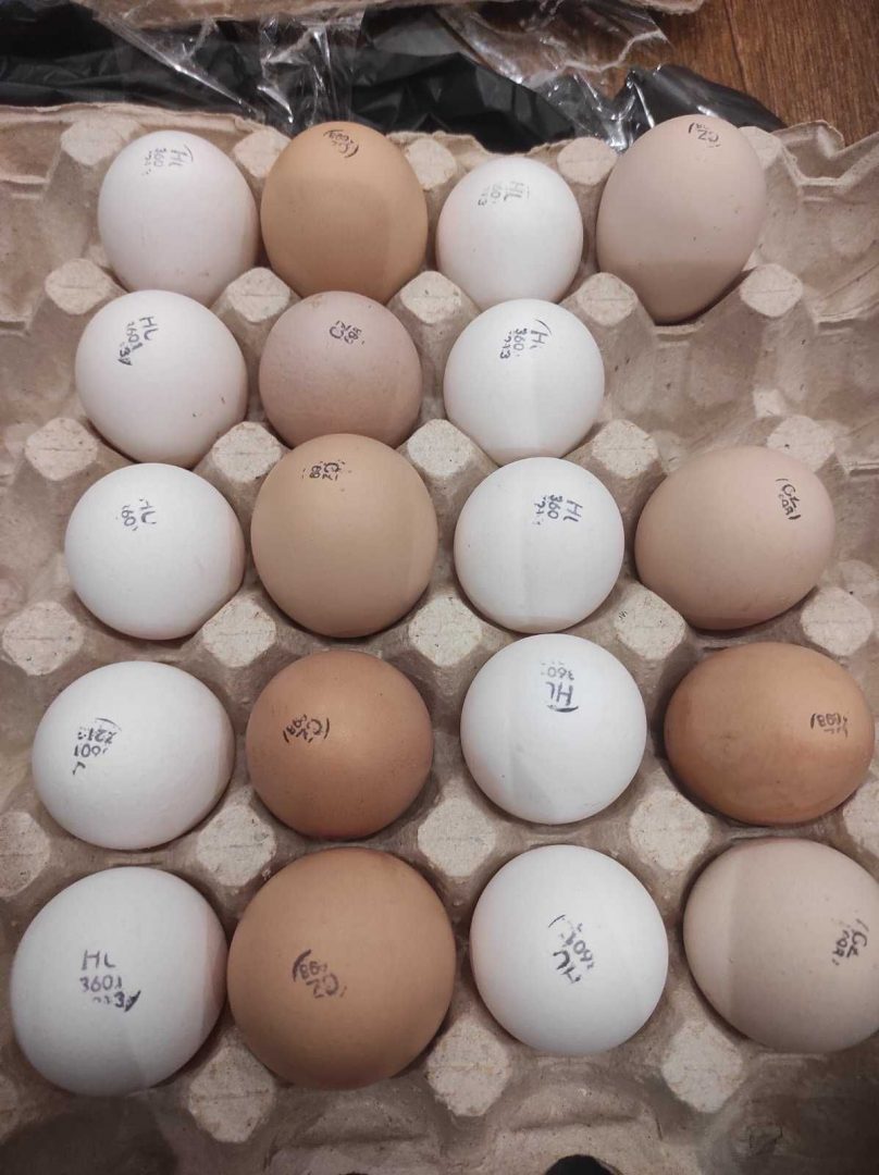 Инкубационное яйцо Ломан Браун. Яйцо инкубационное Хайсекс. Инкубационное яйцо бройлера. Вес яйца бройлера. Купить инкубационное яйцо бройлеров от производителя