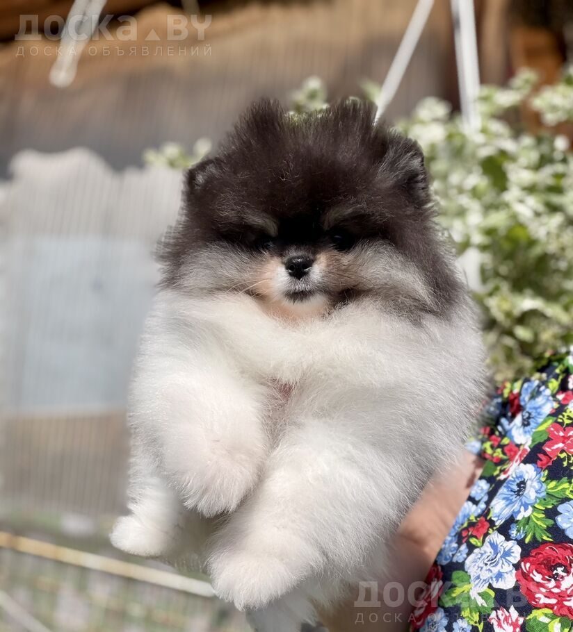 Померанский шпиц