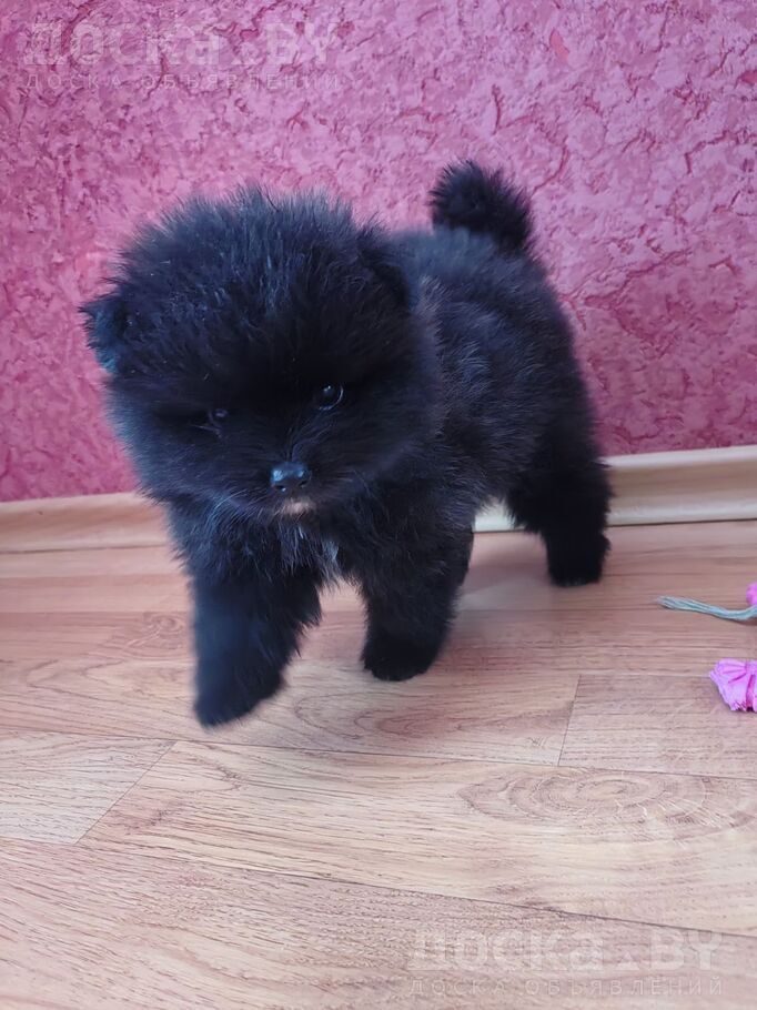 Померанский шпиц