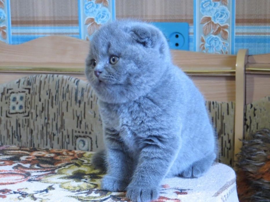 Авито Саранск Котята Шотландские Вислоухие Фото Продажа