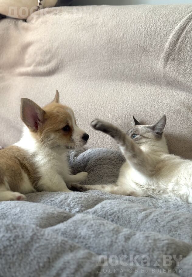 Вельш корги пемброк