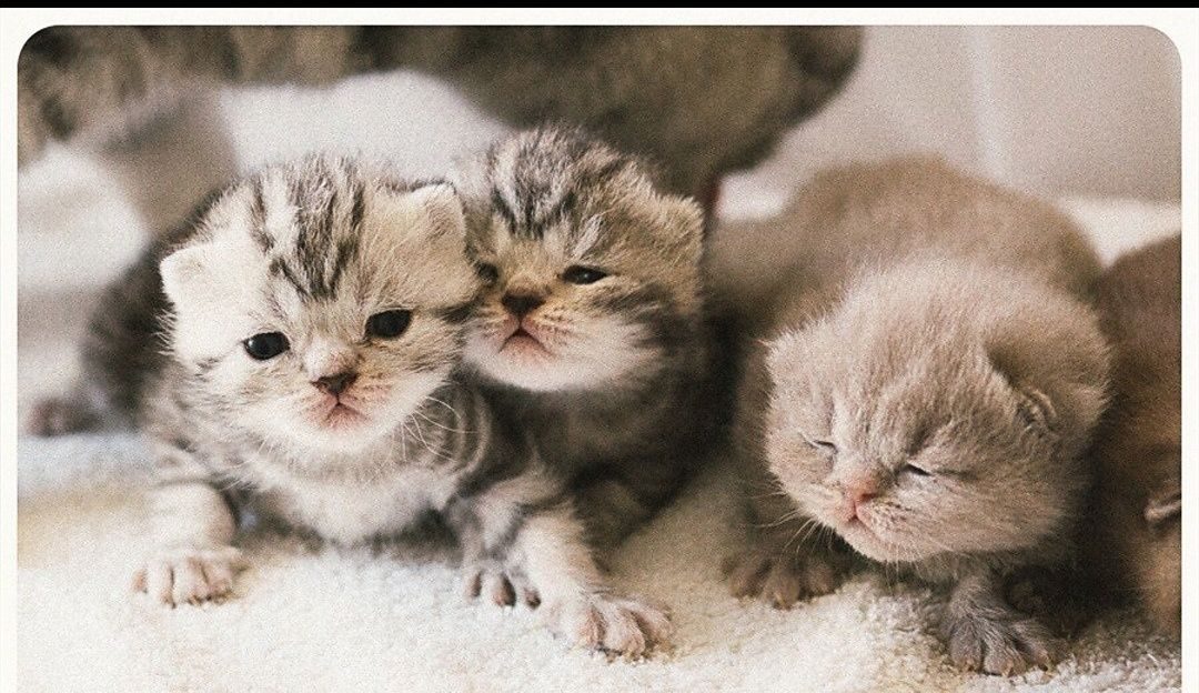 Котята от рождения до месяца развитие фото