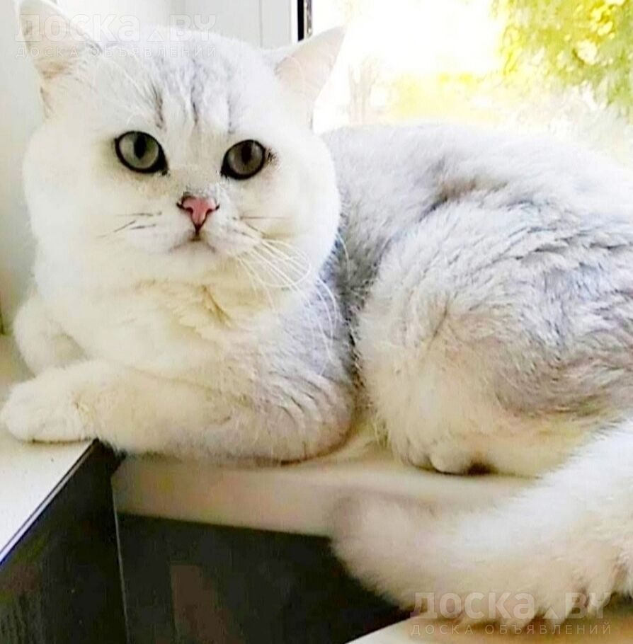 Шотландская Кошка Шиншилла Фото