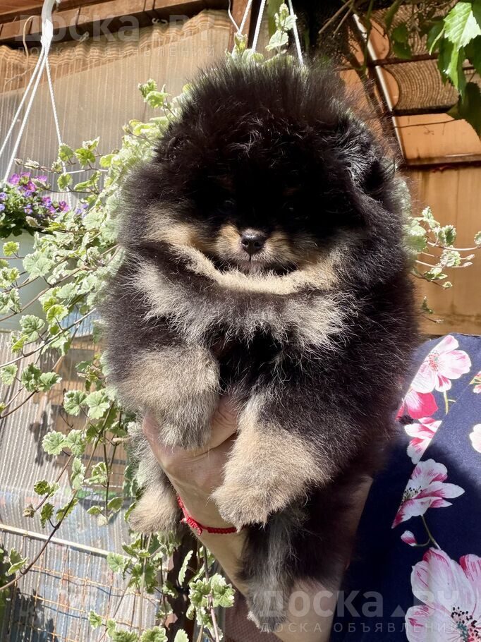 Померанский шпиц