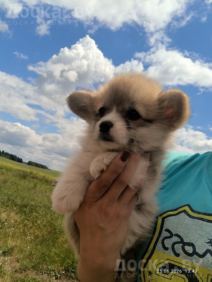 Вельш корги пемброк