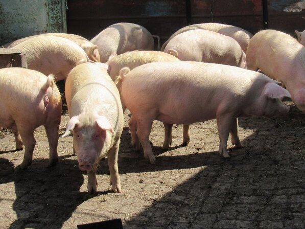 Купить свинину живым весам. Ландрас (порода свиней). Свиная порода ландрас. Свинина породы ландрас. Свинья ландрас вес.