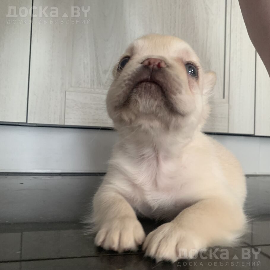 Французский бульдог