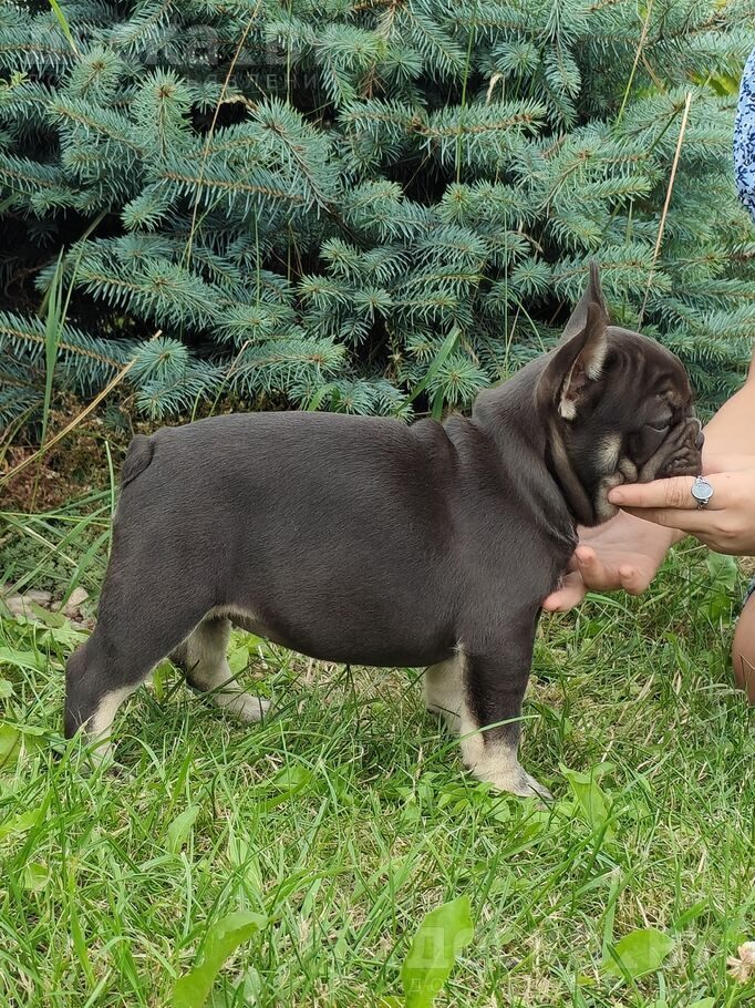 Французский бульдог