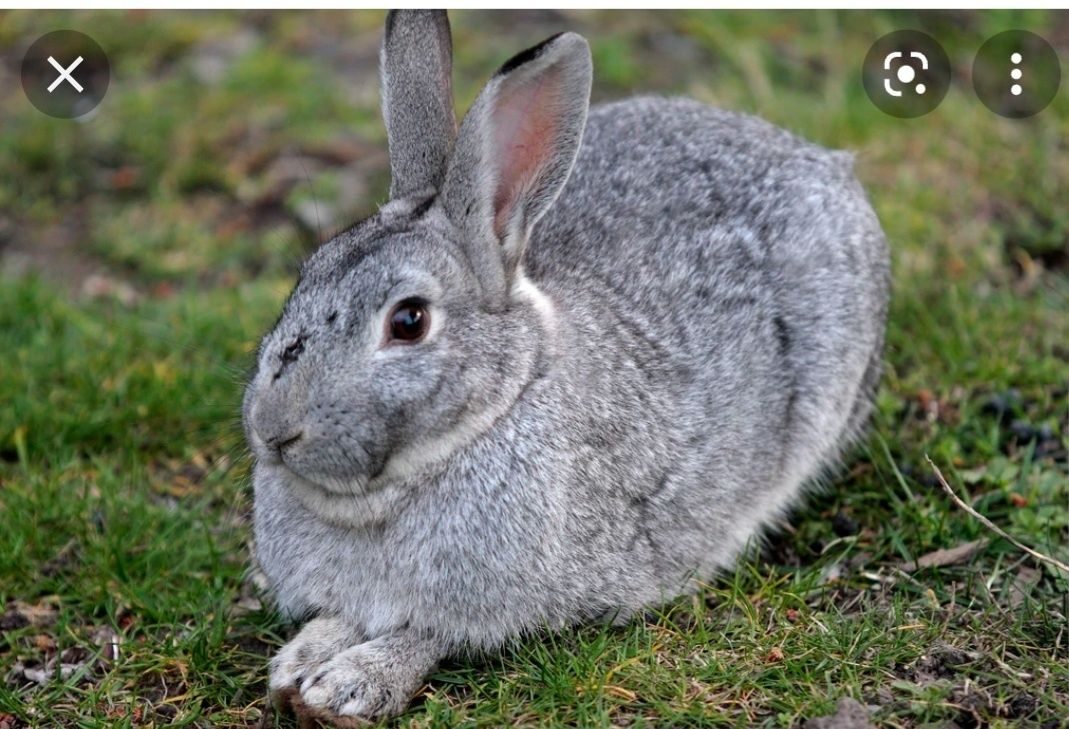 К чему снится кролик серый. Заяц серый. Серый кролик. Заяц белый и серый. Зайчик серый.