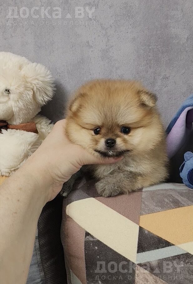 Померанский шпиц