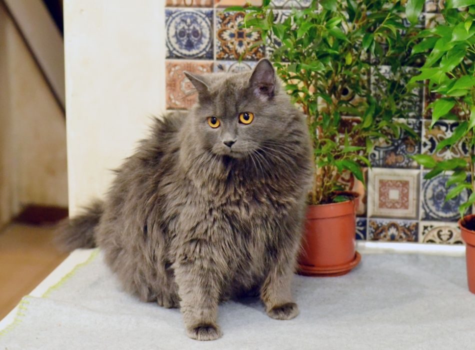 Кошка Шанель Фото