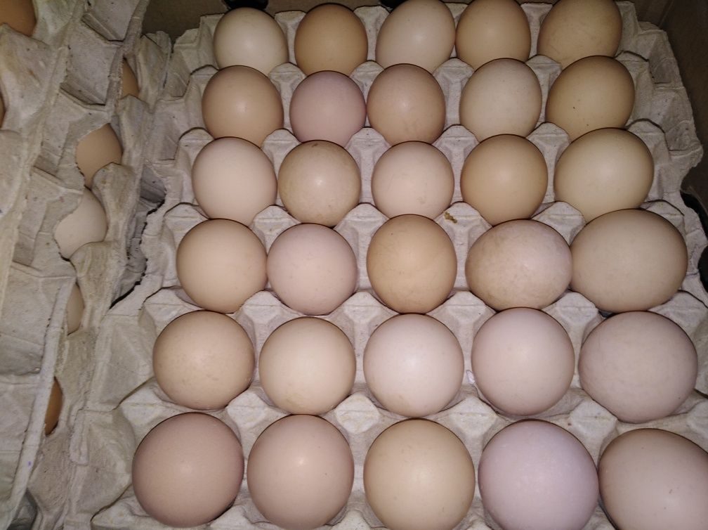 Купить инкубационное яйцо в воронежской области. Инкубационное яйцо Кобб 500. Инкубационное яйцо бройлера Кобб 500. Виандот яйцо. Инкубационное яйцо бройлера Кобб 500 Татарстан.