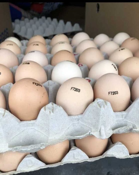 Купить инкубационное яйцо в москве и области. Инкубационное яйцо Росс 308. Инкубационное яйцо венгерский великан. F7203 маркировка инкубационного яйца порода. Яйцо голошейки инкубационное.