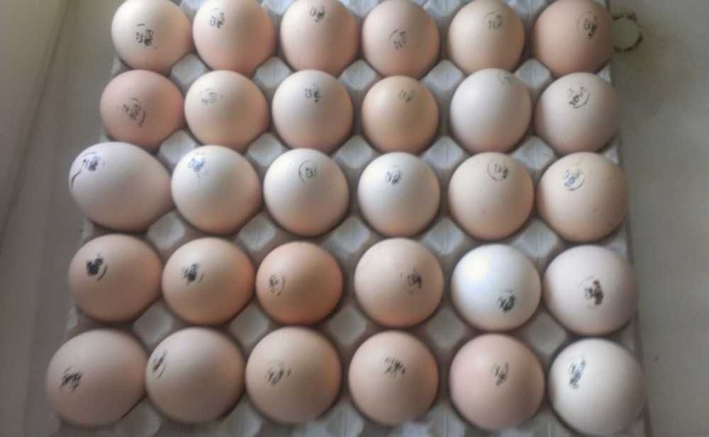 Яйцо инкубационное алтайский край купить. Штамп на инкубационном яйце Кобб 500. Инкубационное яйцо бройлера Росс 308. Яйцо бройлера h-01 инкубационное. Инкубационное яйцо н-01 производитель.