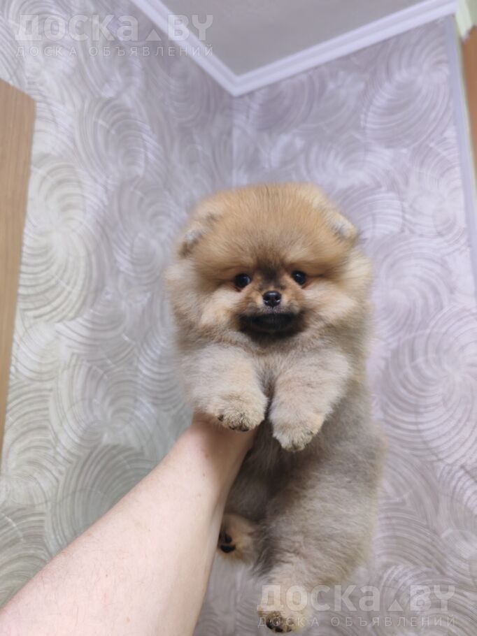 Померанский шпиц