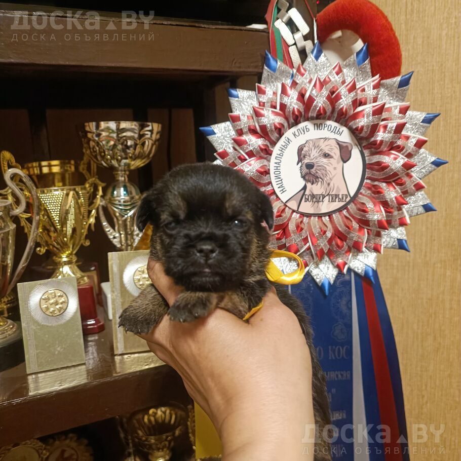 Мальтийская болонка