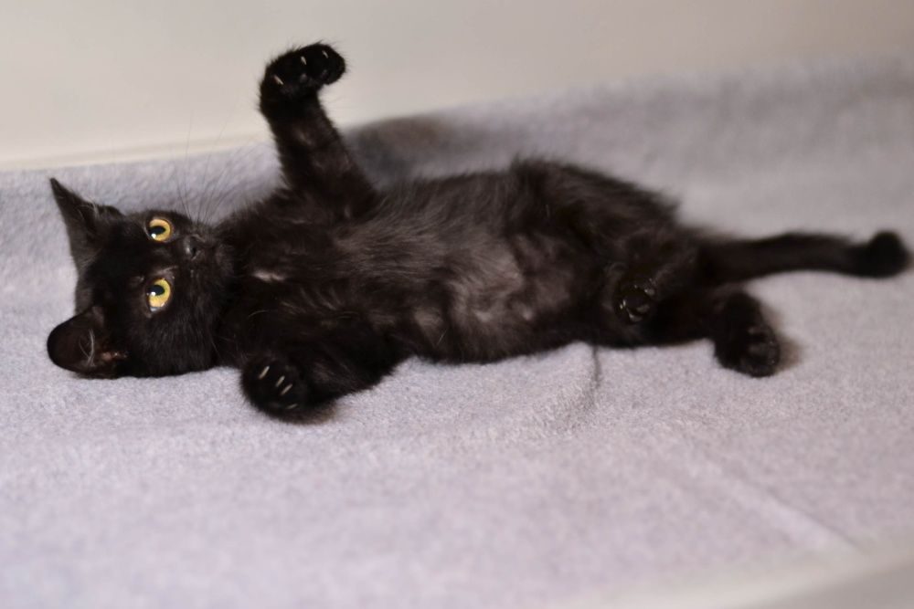 Взять черную кошку. Черная кошечка 5 месяцев. Черная кошечка 8 месяцев. Черный котик 5 месяцев. Черный котик 1,5 месяца.