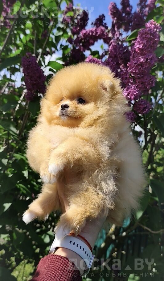 Померанский шпиц