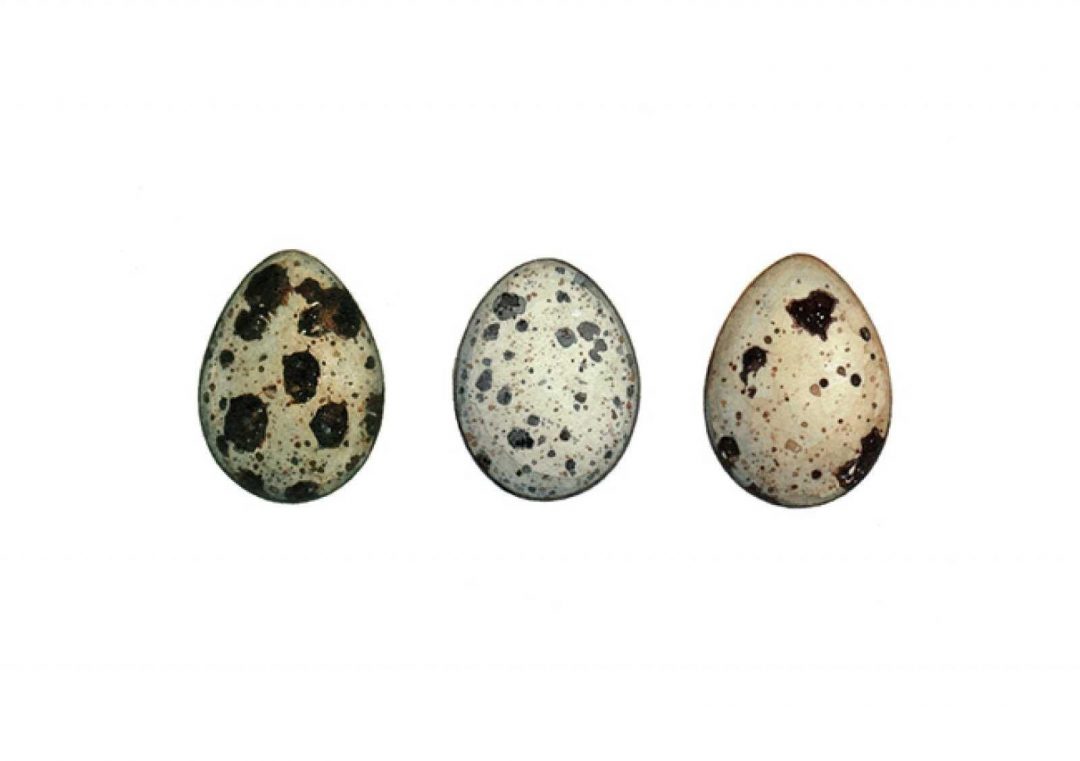 Перепелиные яйца на белом фоне