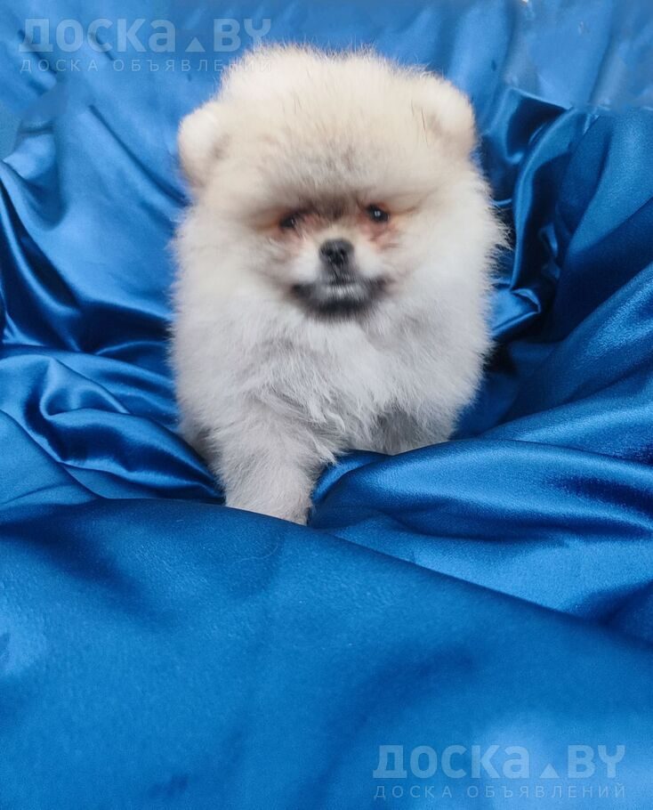 Померанский шпиц