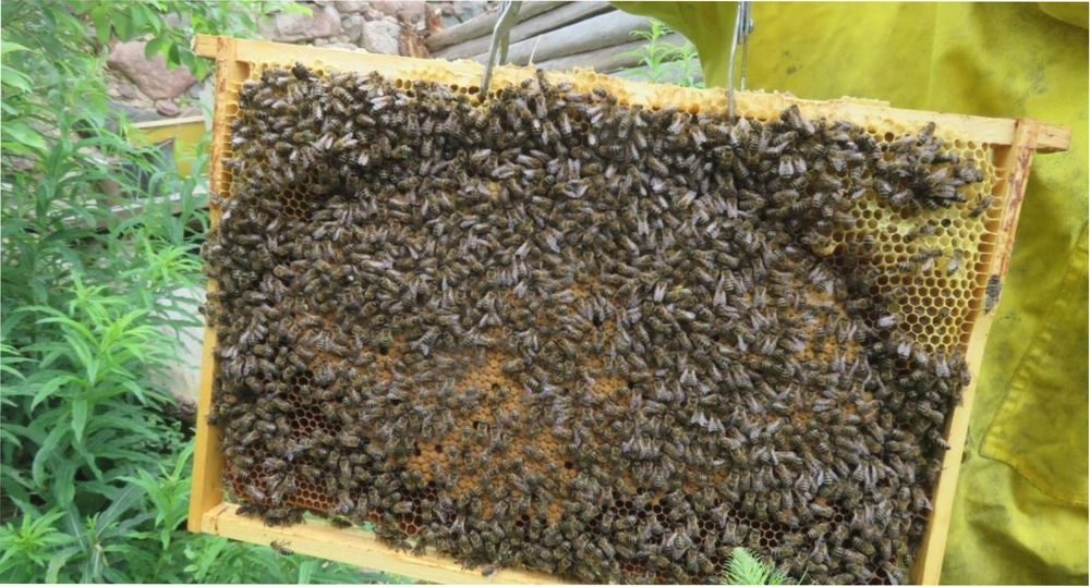 Купить пчел в белгородской. Пчелиная семья. Зимовка пчел. Породы пчёл всех стран. Стряхивание пчел с рамки.
