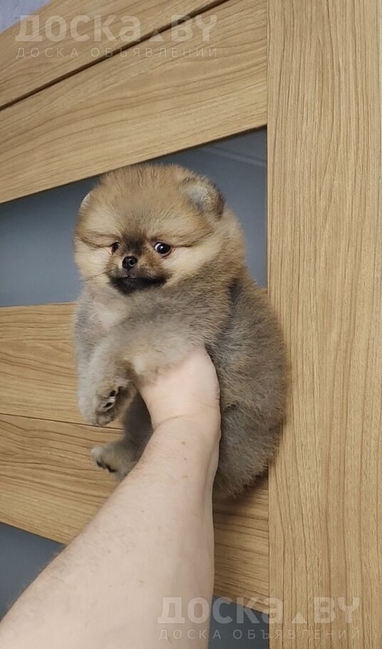 Померанский шпиц