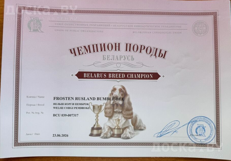 Вельш корги пемброк