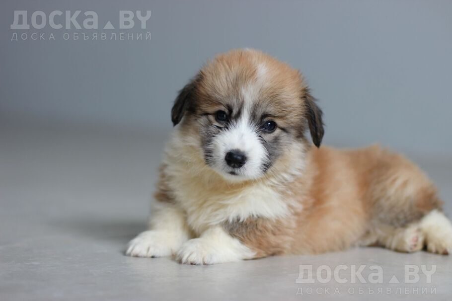 Вельш корги пемброк