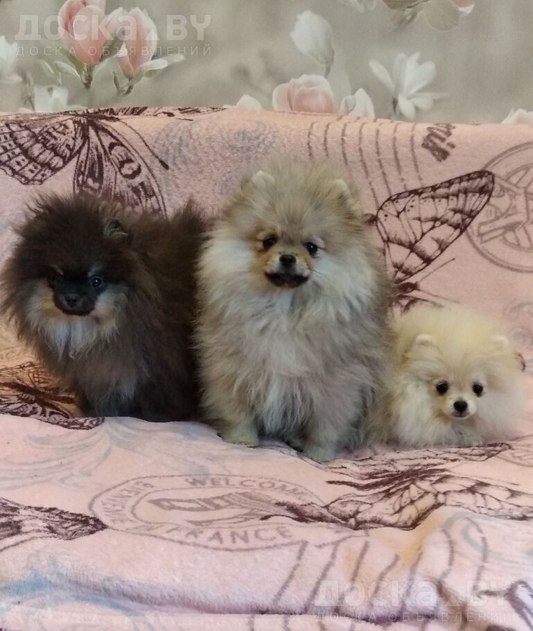 Померанский шпиц