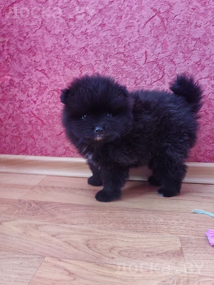 Померанский шпиц