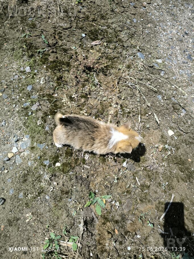 Вельш корги пемброк
