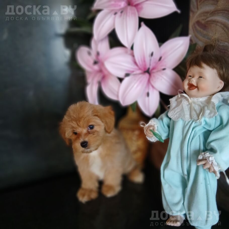 Той-пудель